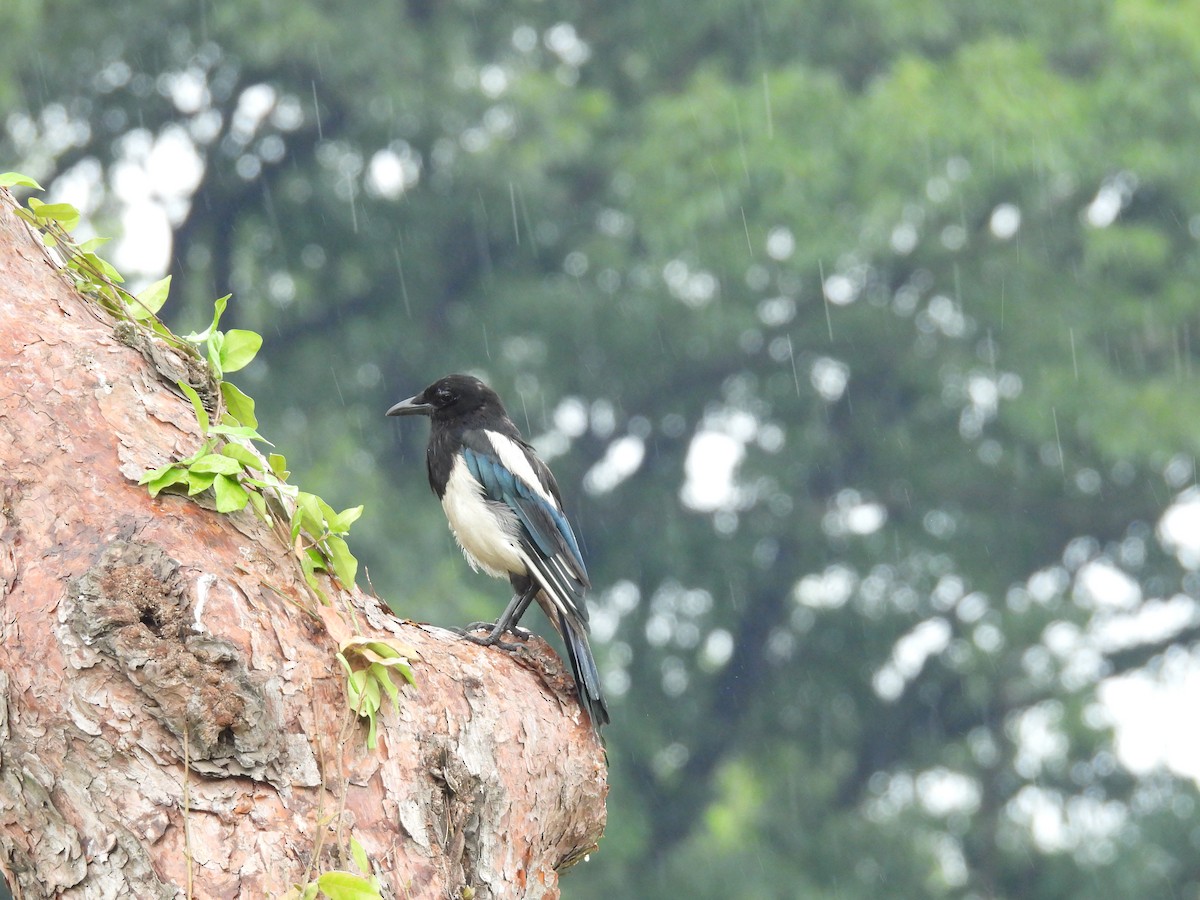 Oriental Magpie - ML638836031