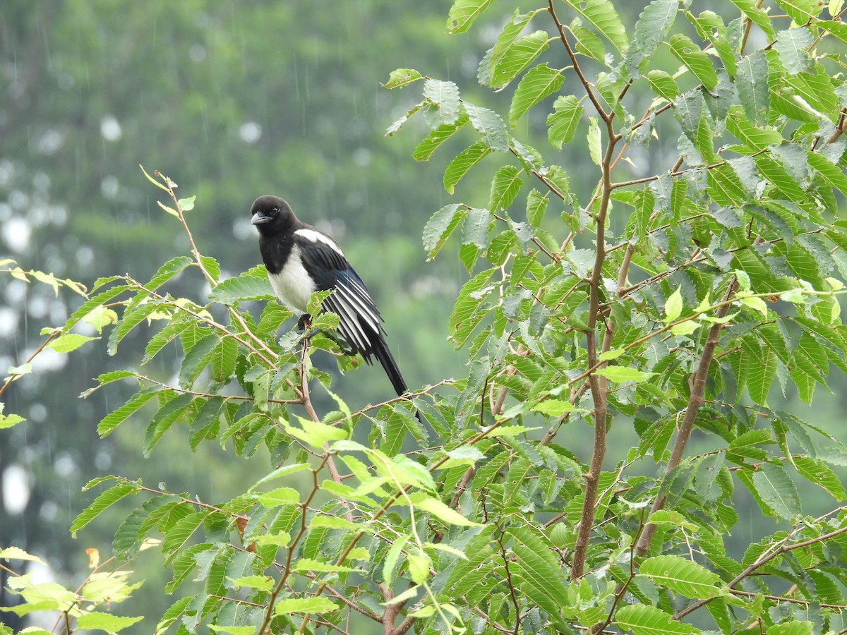 Oriental Magpie - ML638836033