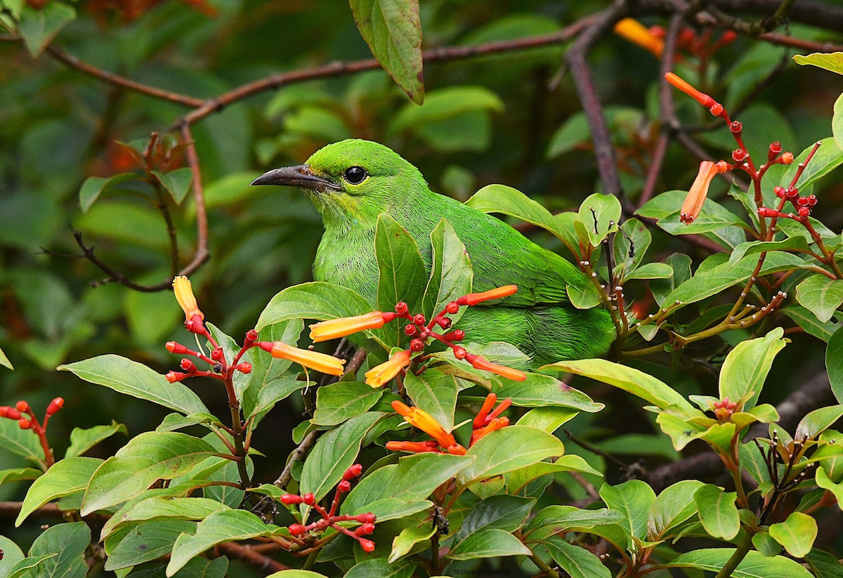 Jerdon's Leafbird - ML638836065