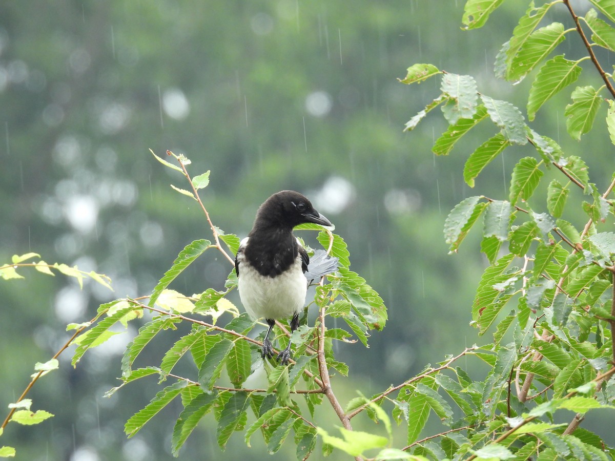 Oriental Magpie - ML638836078