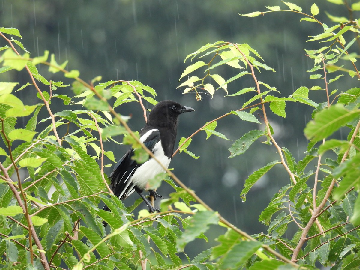Oriental Magpie - ML638836083