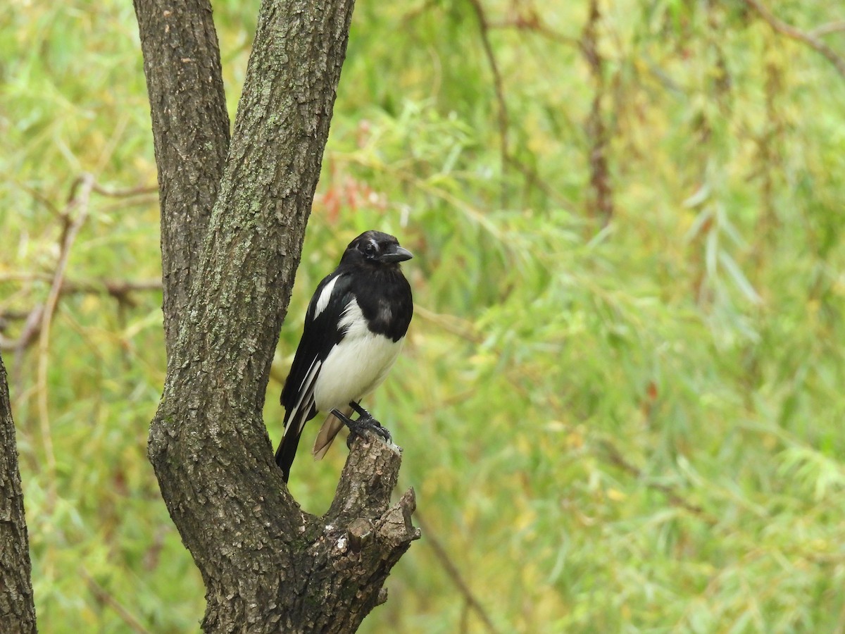 Oriental Magpie - ML638836109
