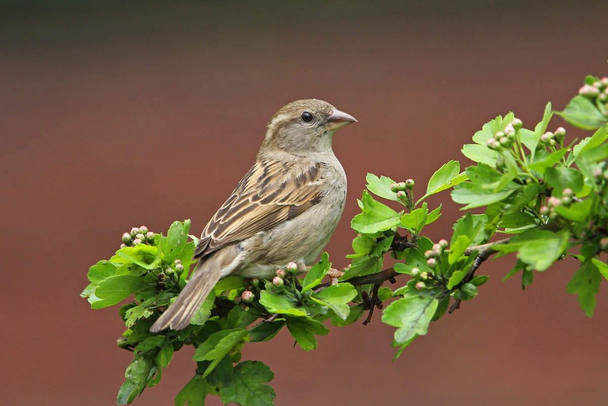 House Sparrow - Christoph Moning