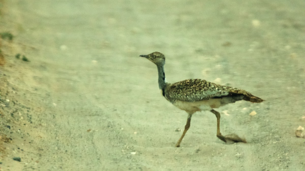 African Houbara (Canary Is.) - ML638836123