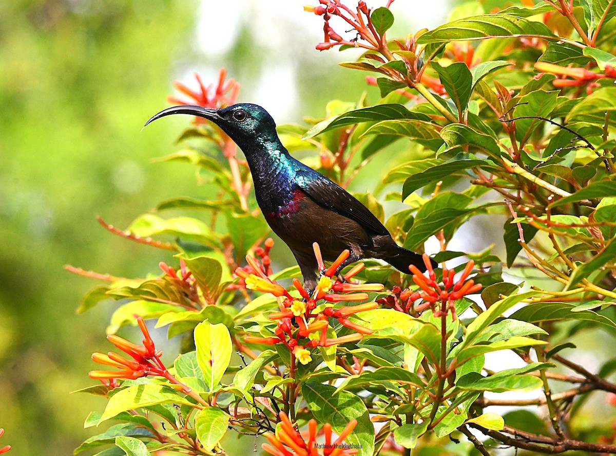 Loten's Sunbird - ML638836127