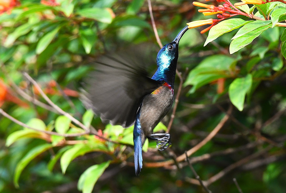 Loten's Sunbird - ML638836188