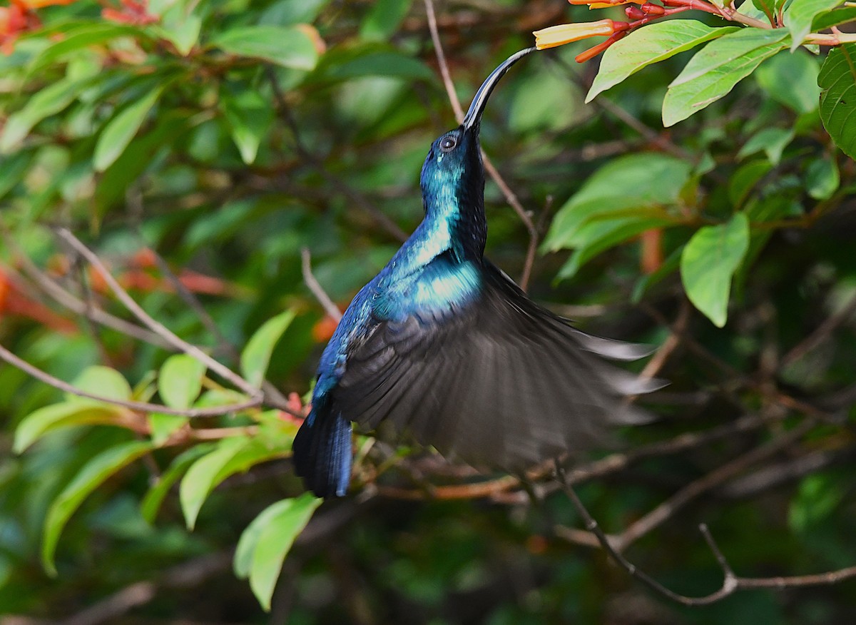 Loten's Sunbird - ML638836245
