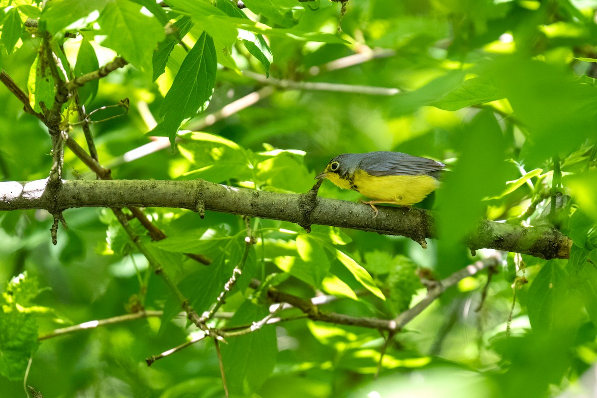 Canada Warbler - ML638836248