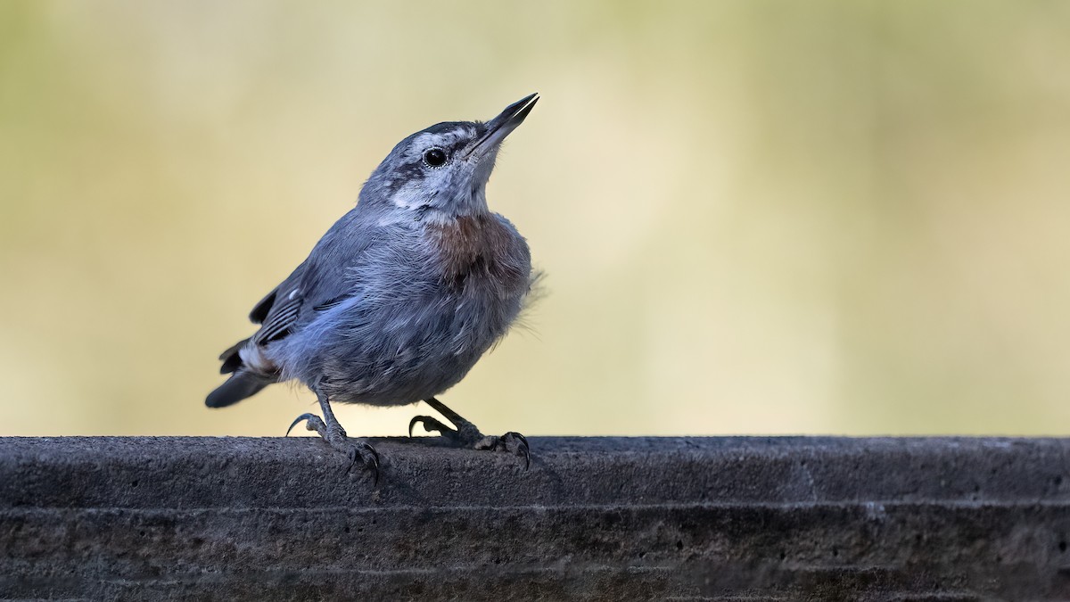 Krüper's Nuthatch - ML638836250