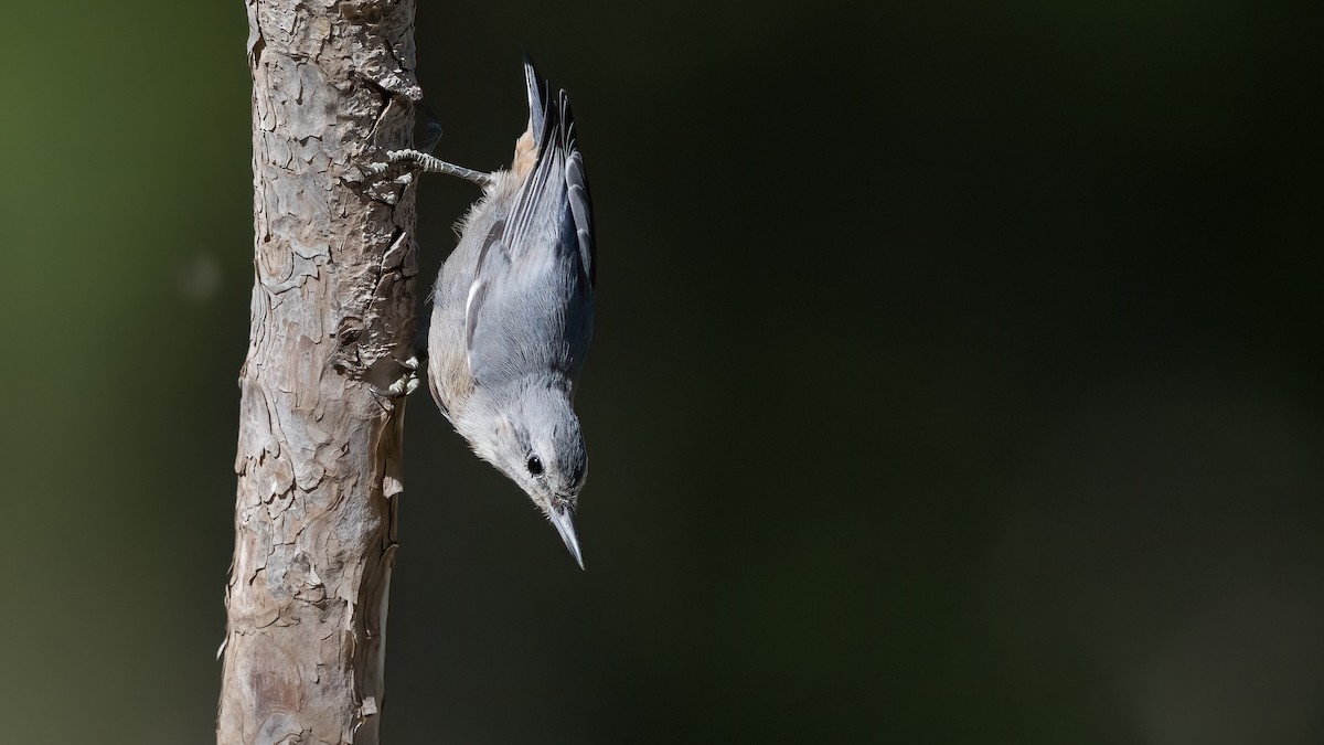 Krüper's Nuthatch - ML638836251