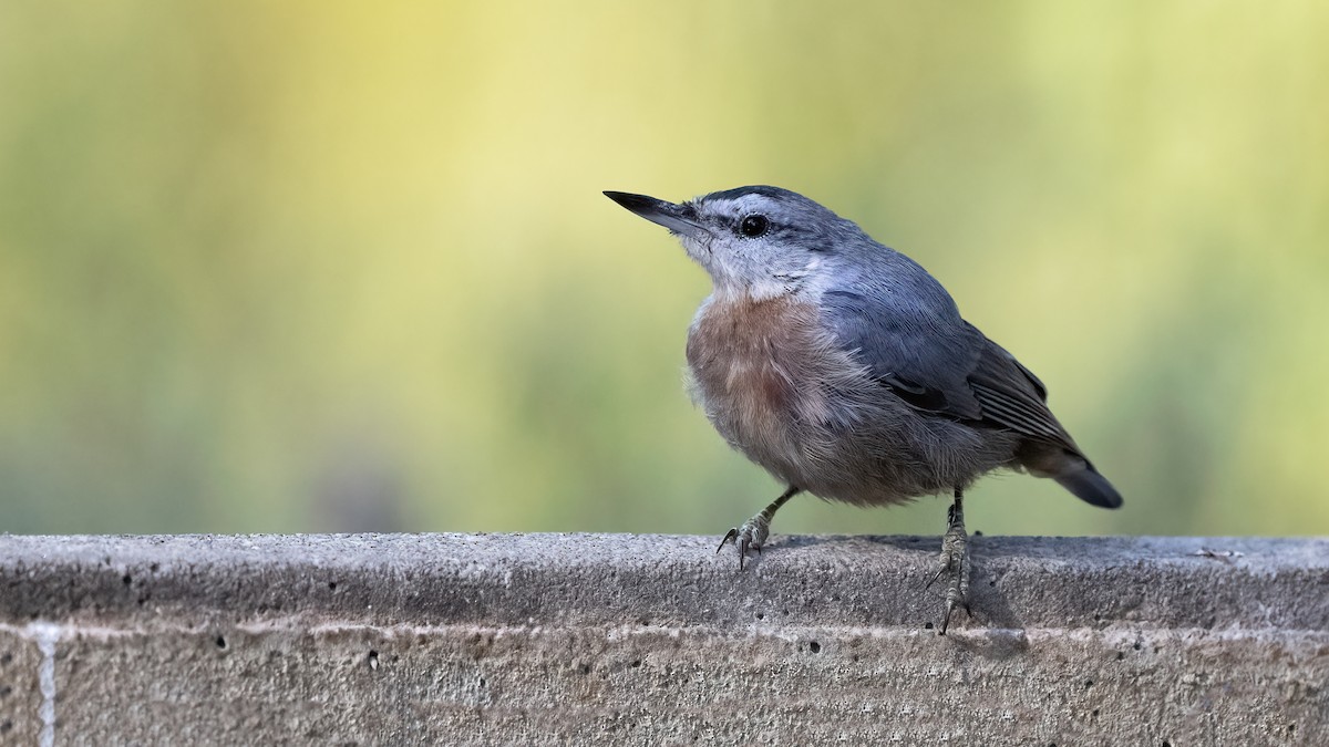 Krüper's Nuthatch - ML638836252