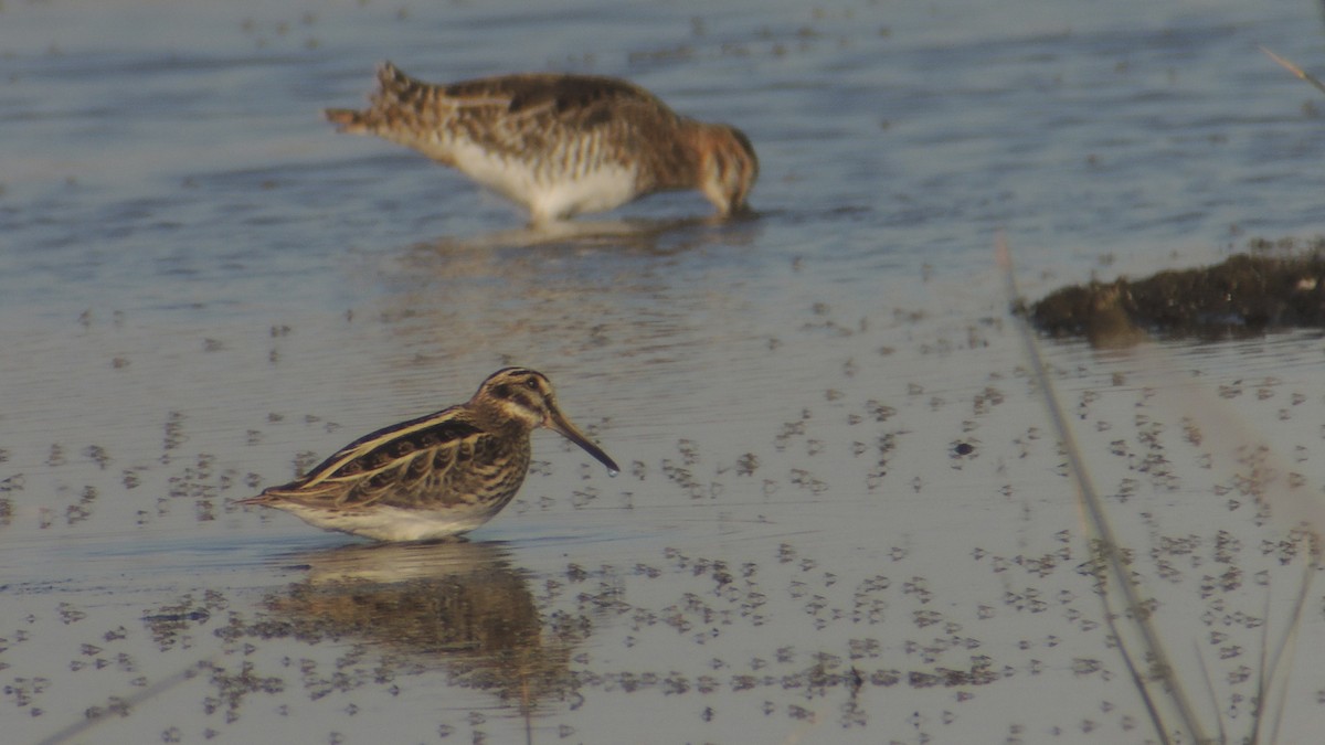 Jack Snipe - ML638836266