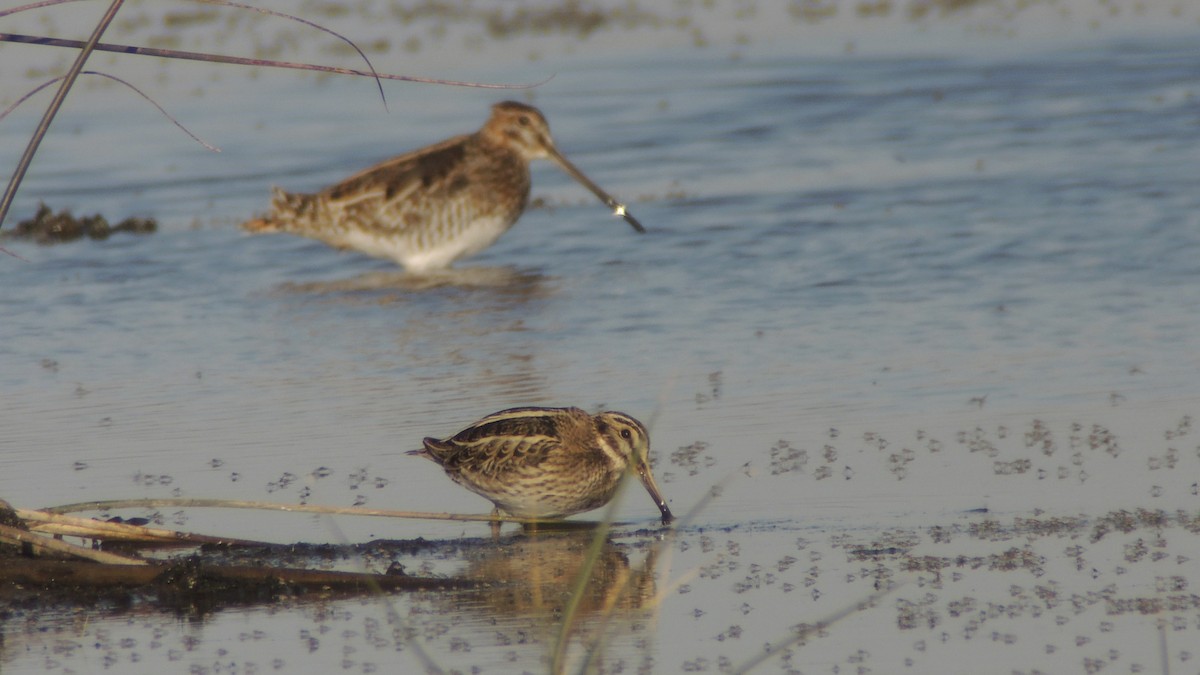 Jack Snipe - ML638836267