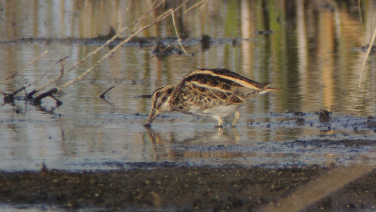 Jack Snipe - ML638836268
