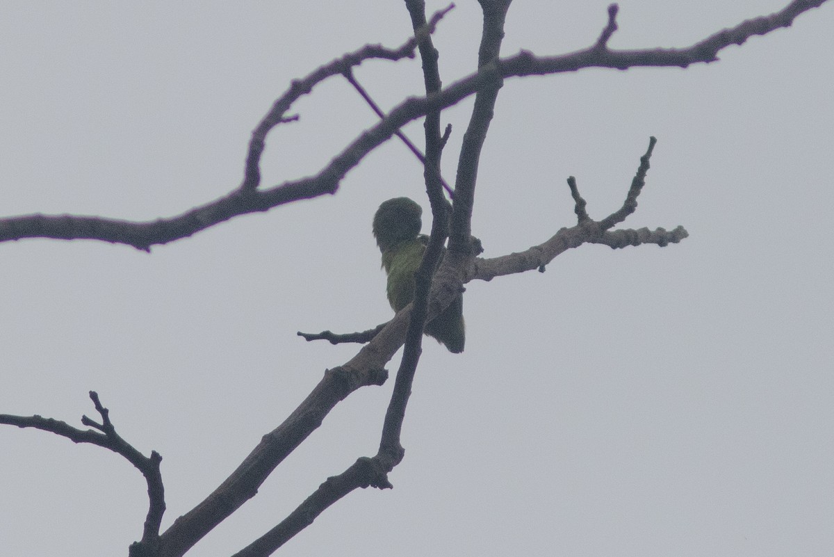 Green Racquet-tail - ML638836271