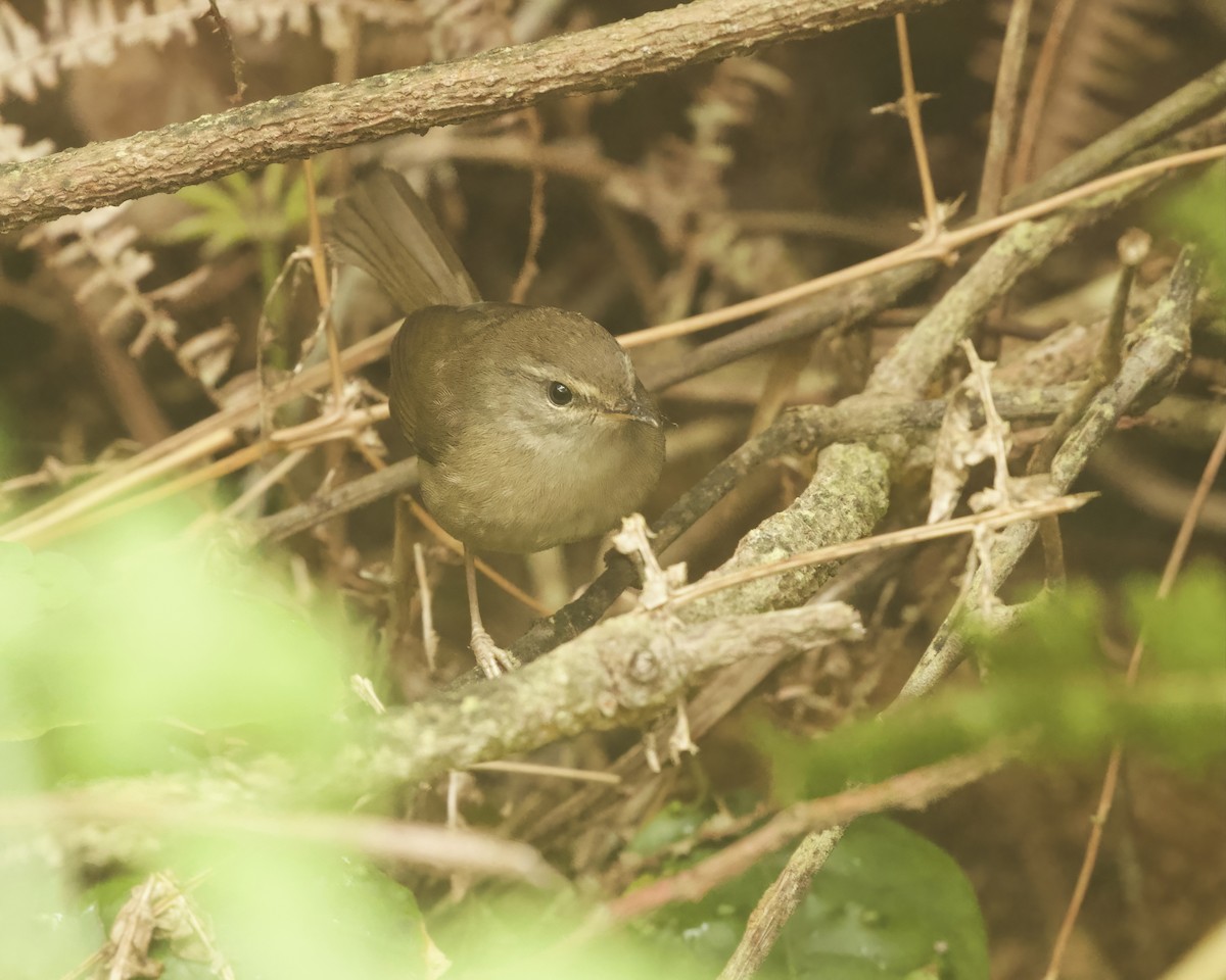 Aberrant Bush Warbler (Sunda) - ML638836272