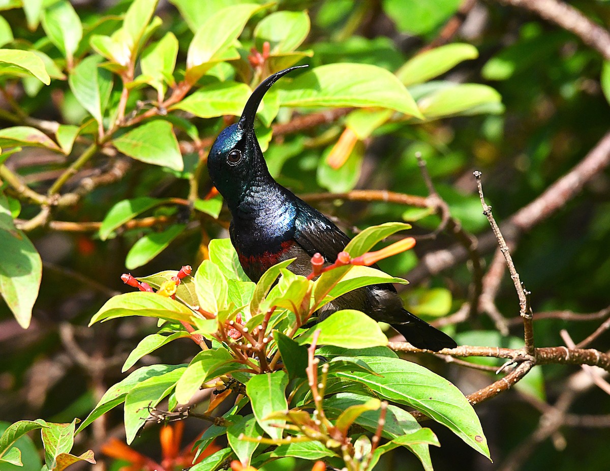 Loten's Sunbird - ML638836306