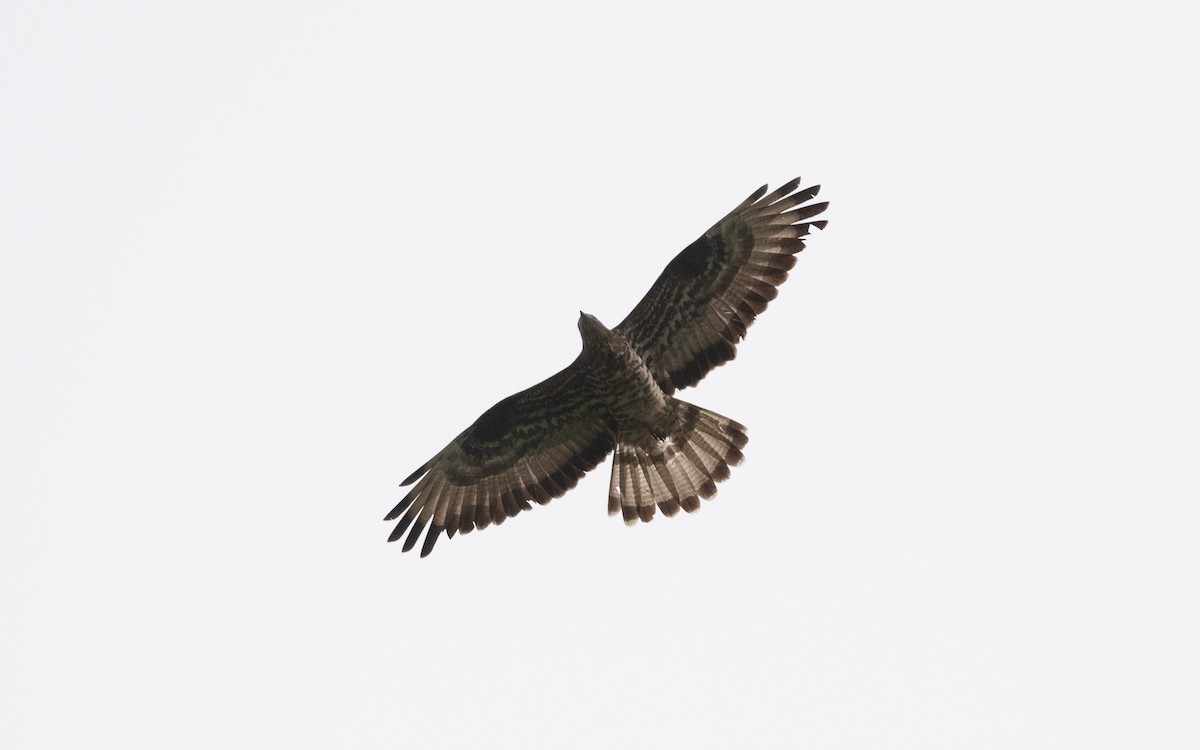 European Honey-buzzard - ML638836339