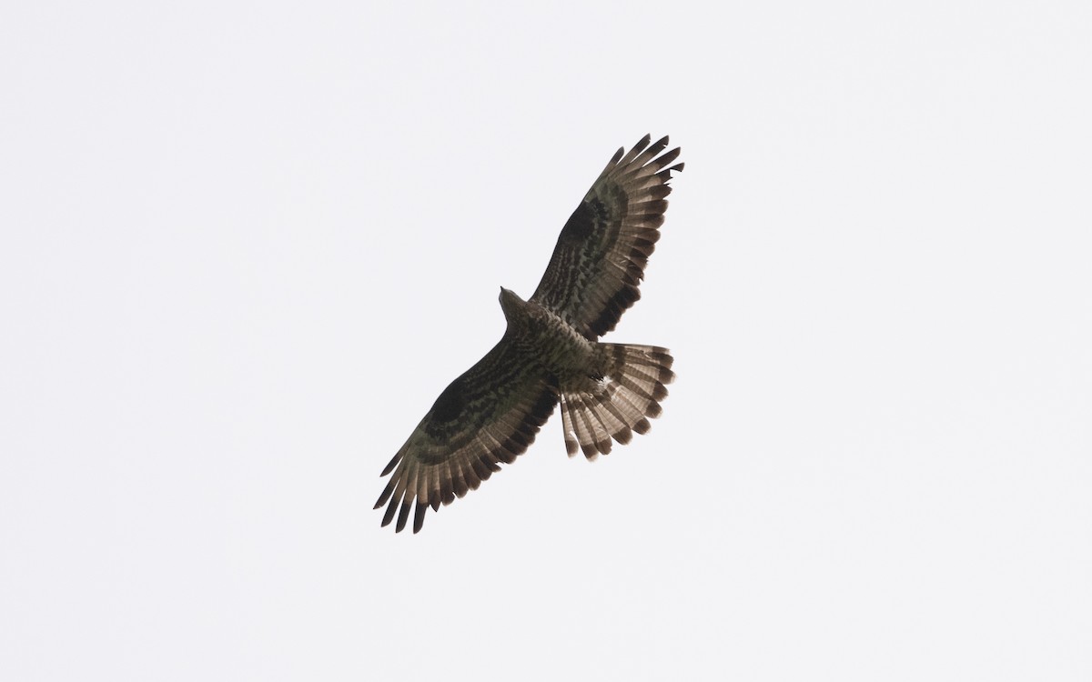 European Honey-buzzard - ML638836340