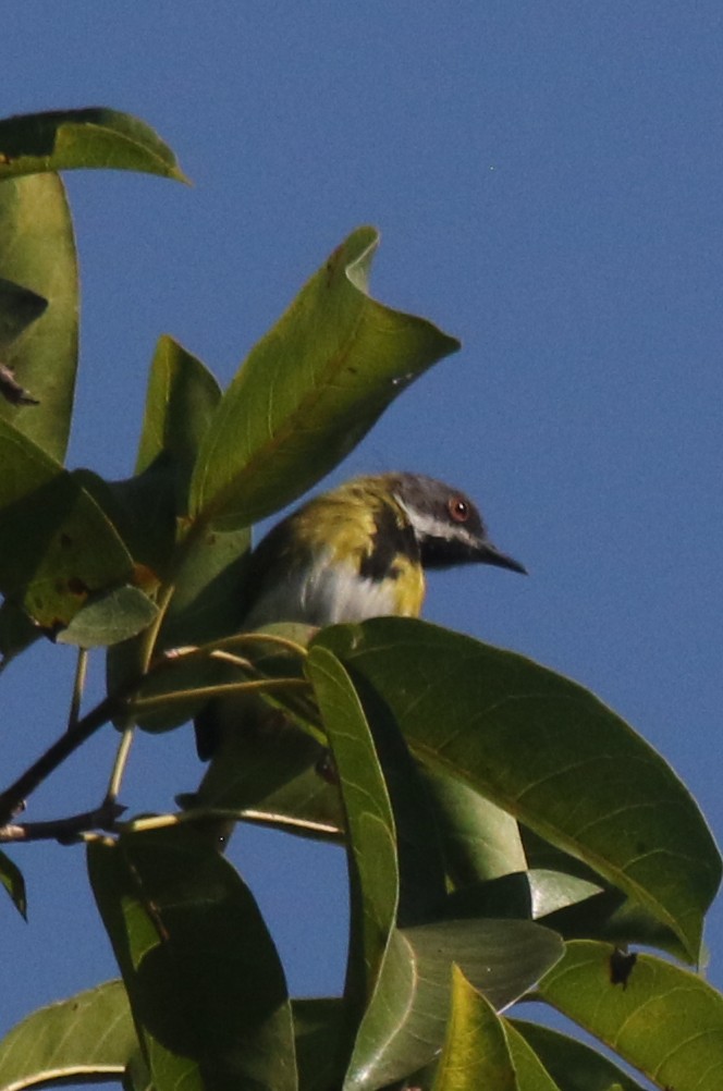 Masked Apalis - ML638836357