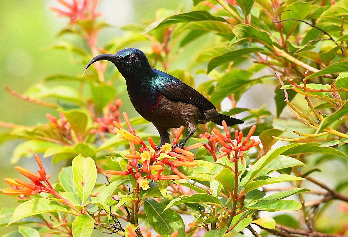 Loten's Sunbird - ML638836374
