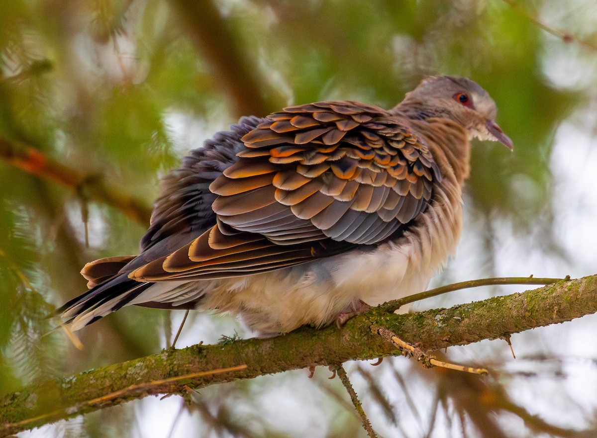 eBird Checklist - 9 Dec 2021 - Sandvik - 1 species