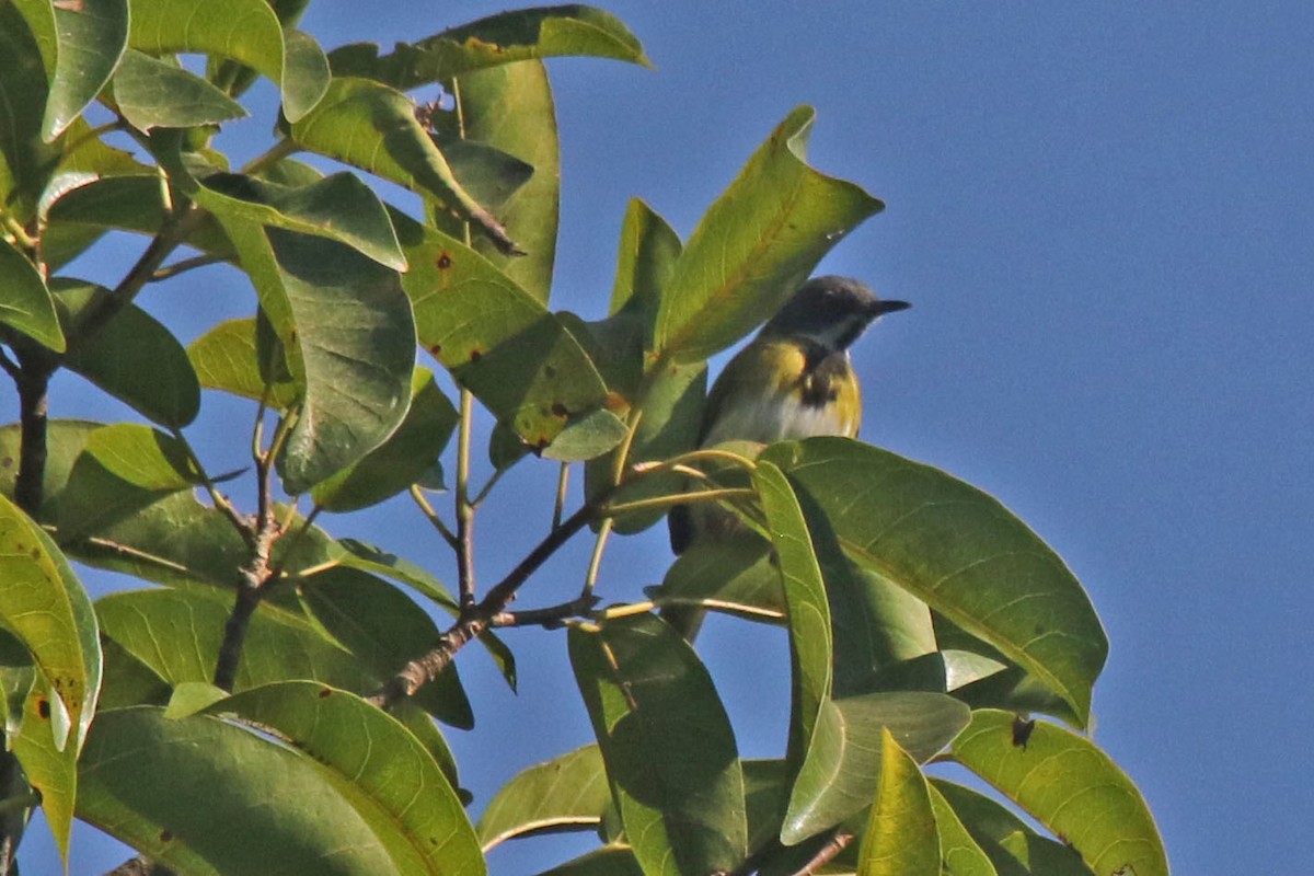 Masked Apalis - ML638836383