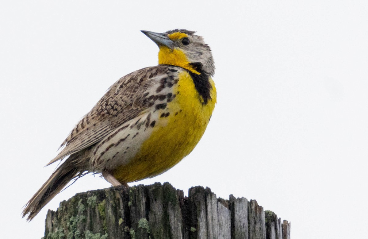 Western Meadowlark - ML638836390