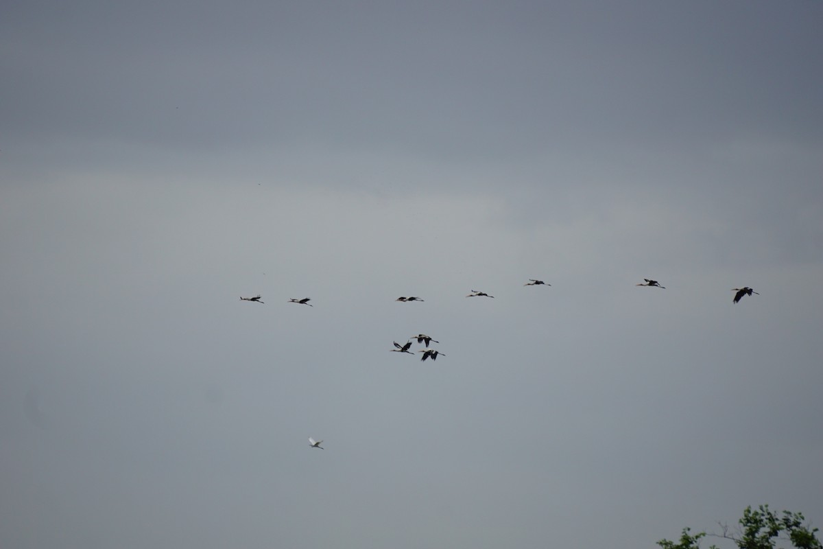 Painted Stork - ML638836394