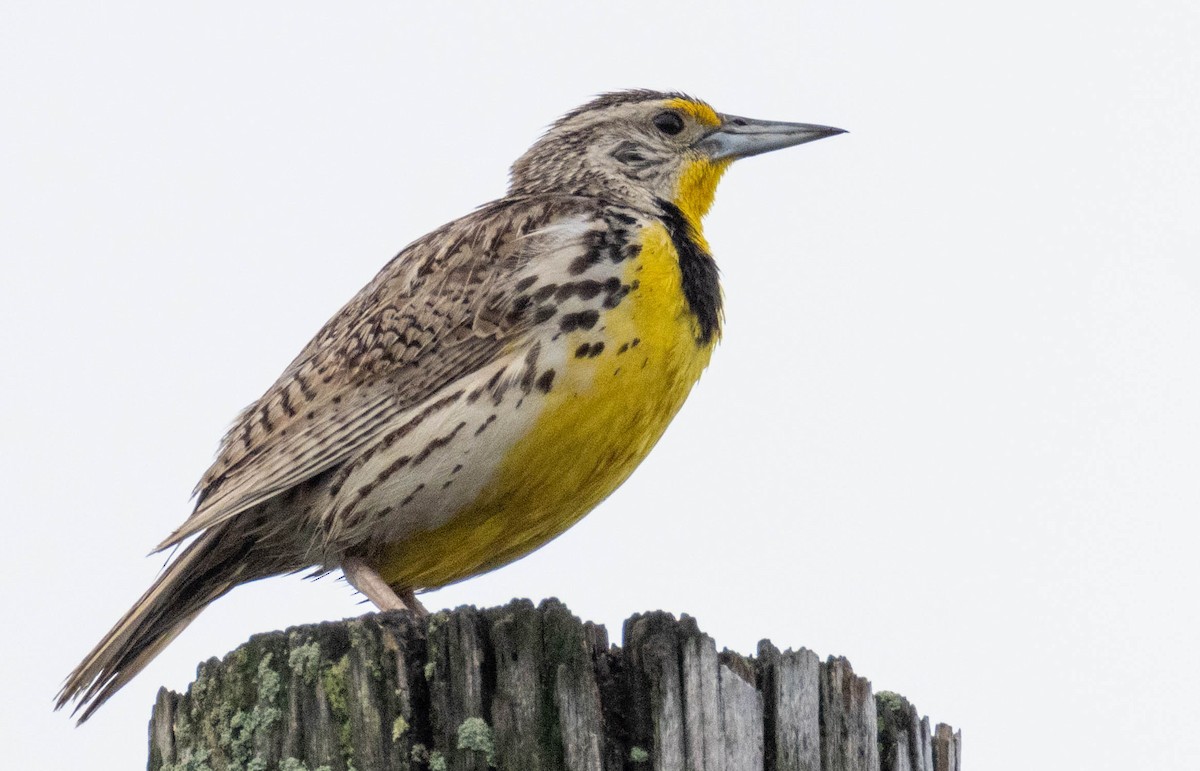 Western Meadowlark - ML638836395