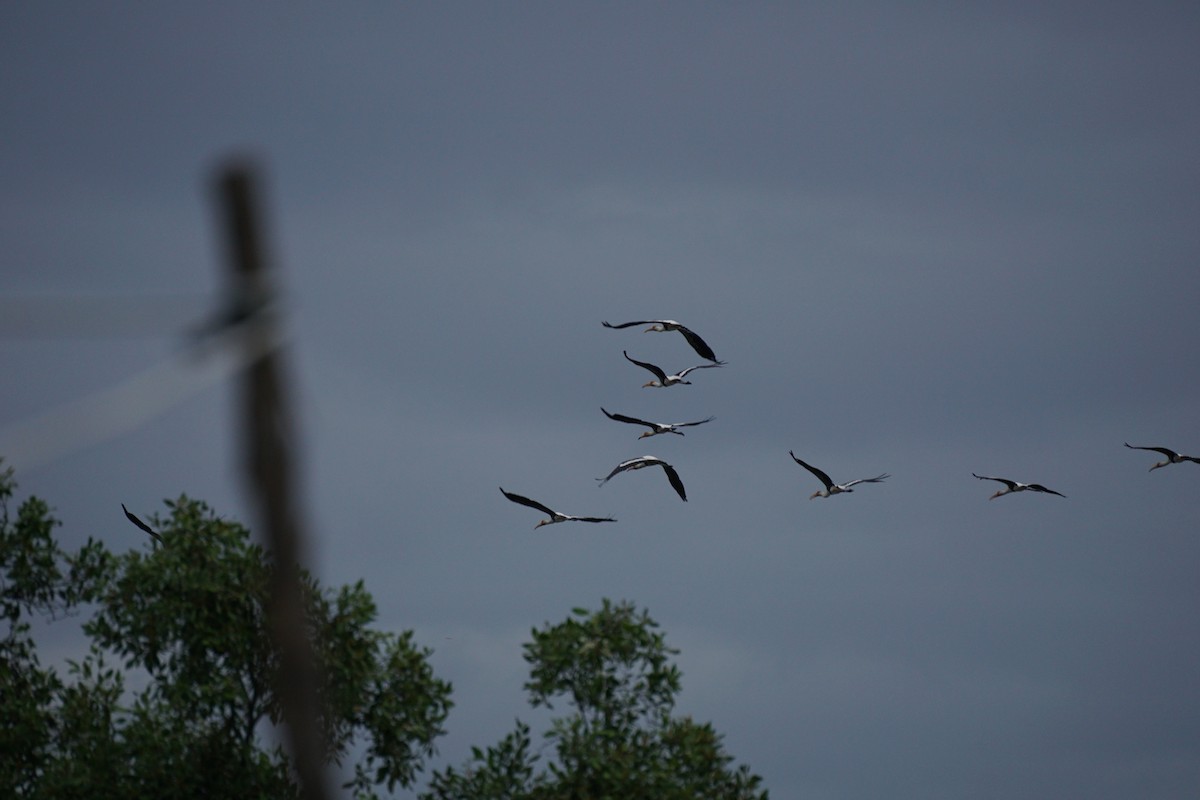 Painted Stork - ML638836416