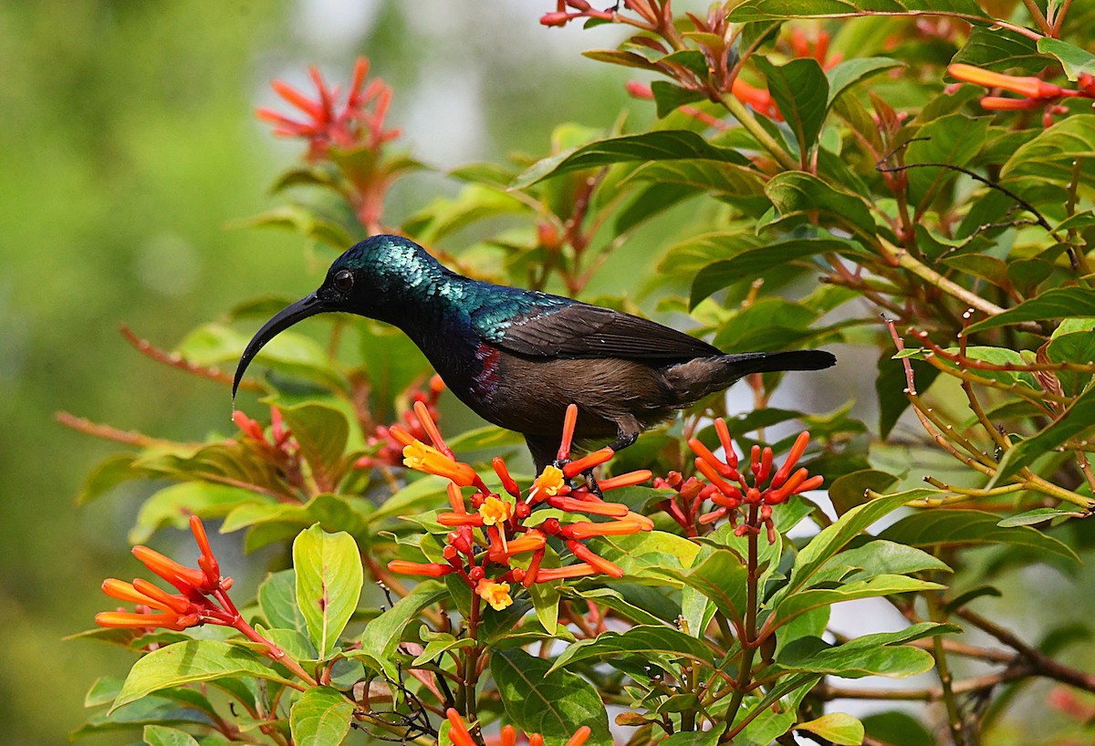 Loten's Sunbird - ML638836424
