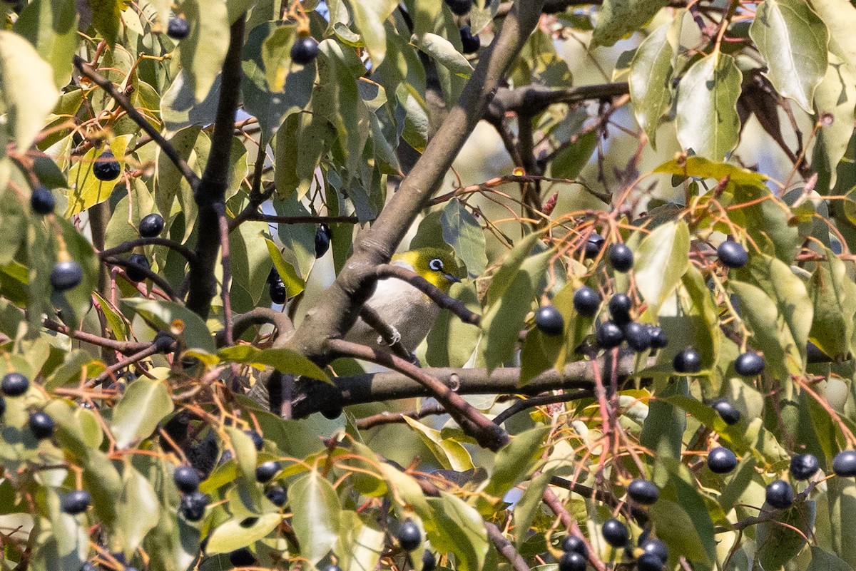 Swinhoe's White-eye - ML638836431