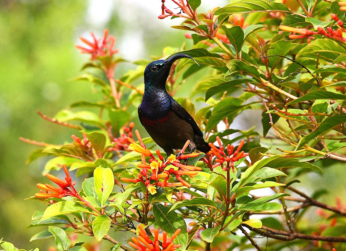 Loten's Sunbird - ML638836453
