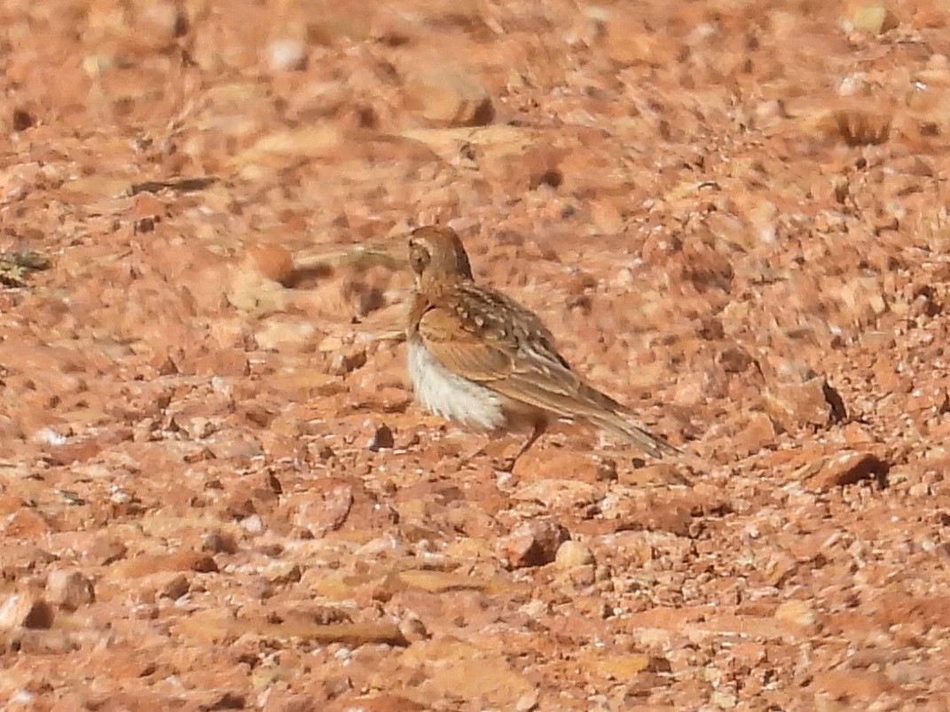 Bozkır Toygarı - ML638836458