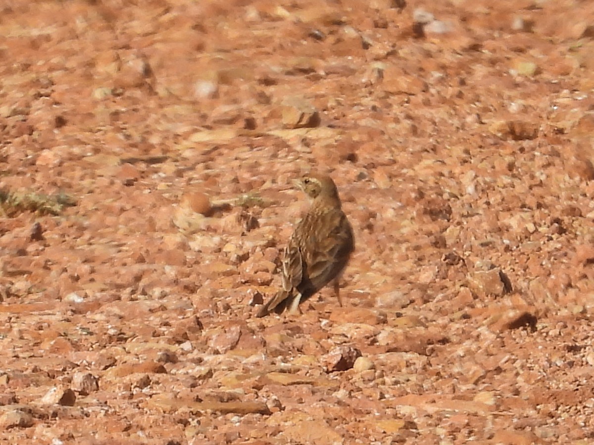 Greater Short-toed Lark - ML638836460