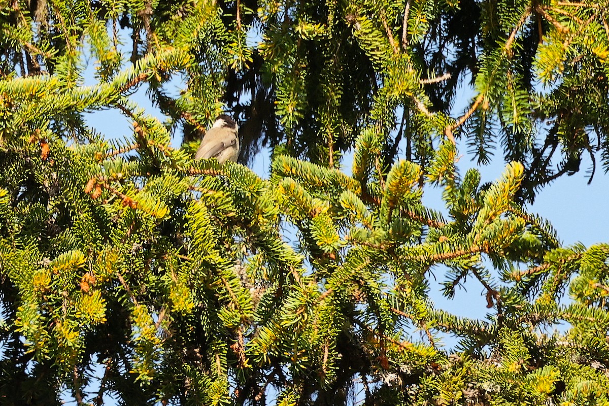 Mésange boréale - ML638836467