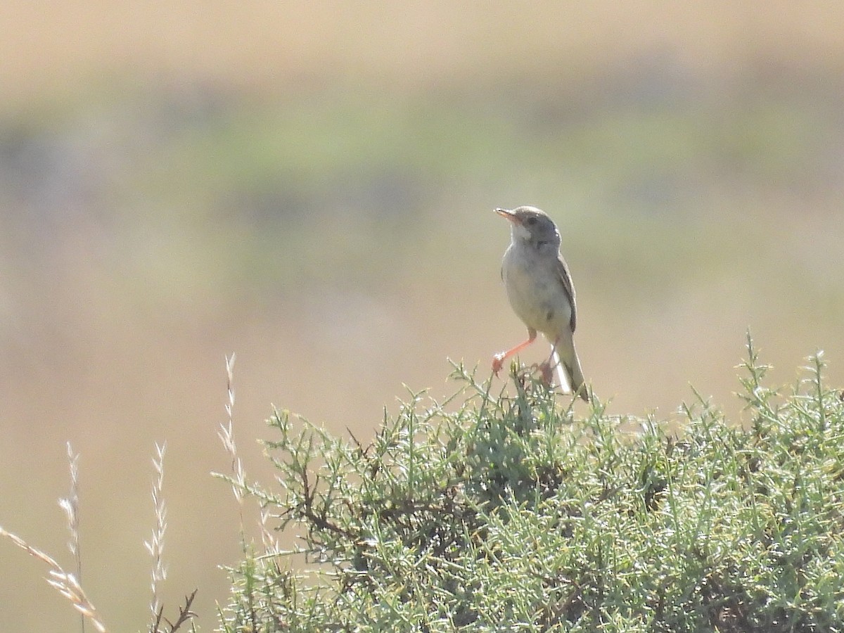 Spectacled Warbler - ML638836473