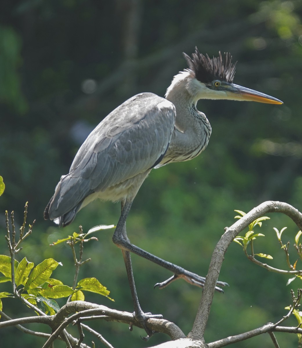Cocoi Heron - ML638836495