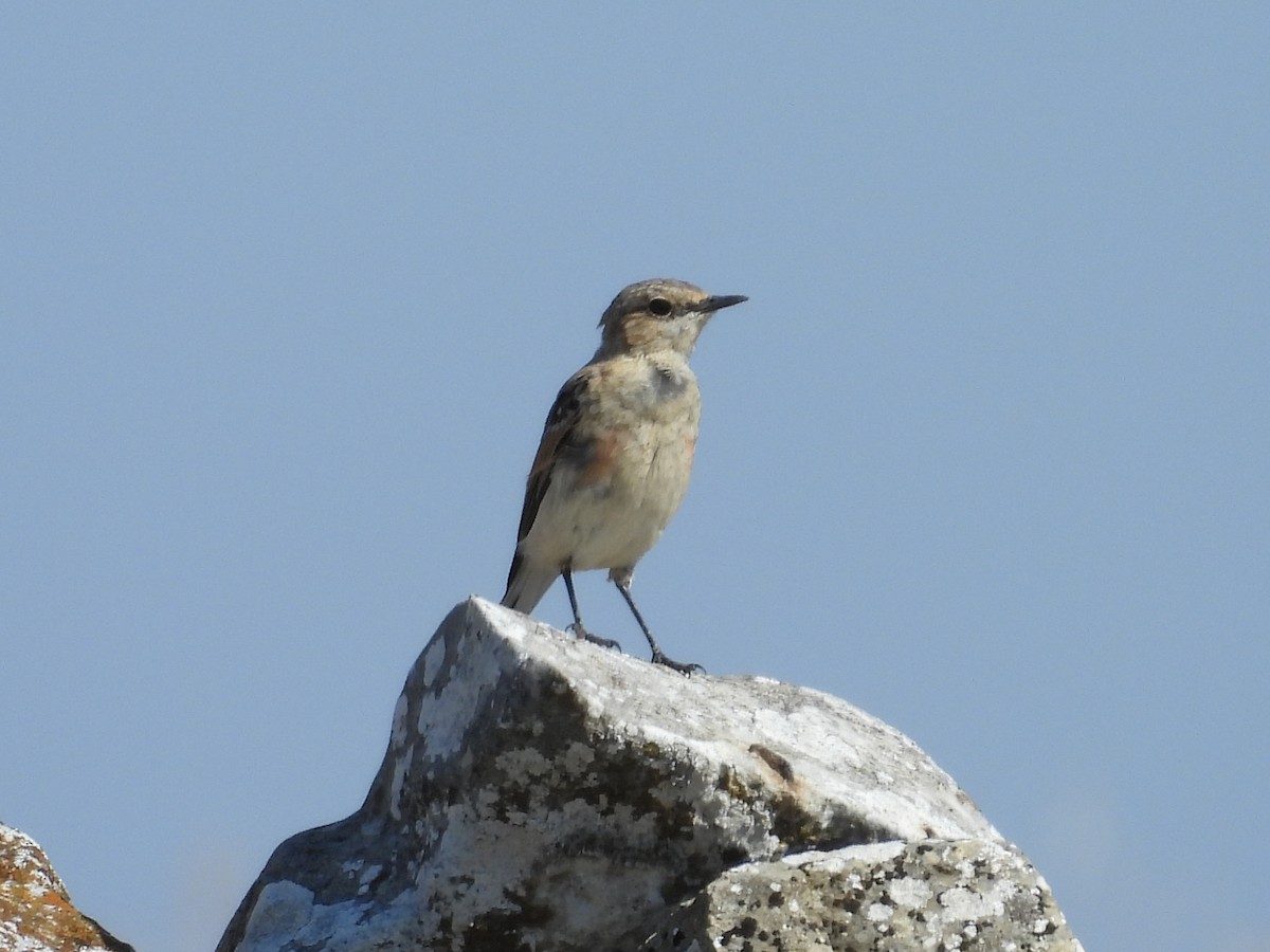 Western Black-eared Wheatear - ML638836497