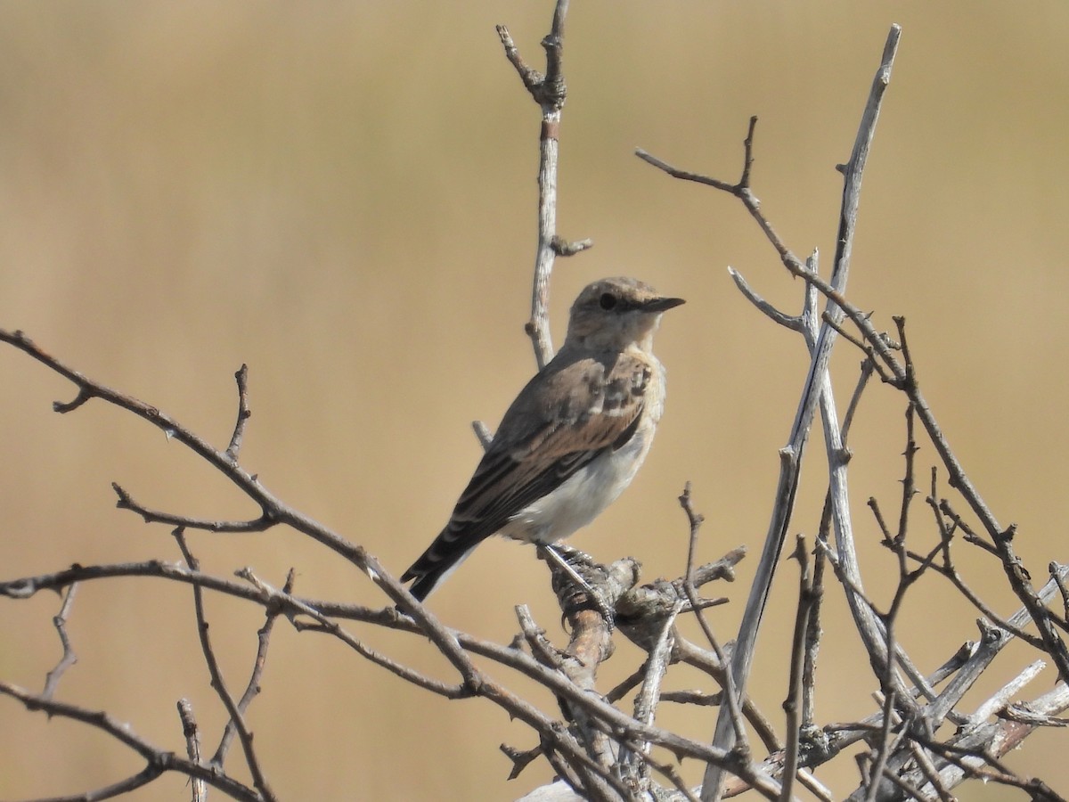 Western Black-eared Wheatear - ML638836499