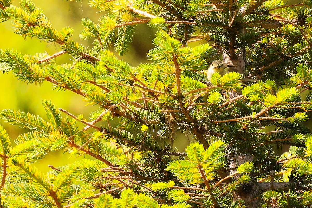 Common Chiffchaff - ML638836502