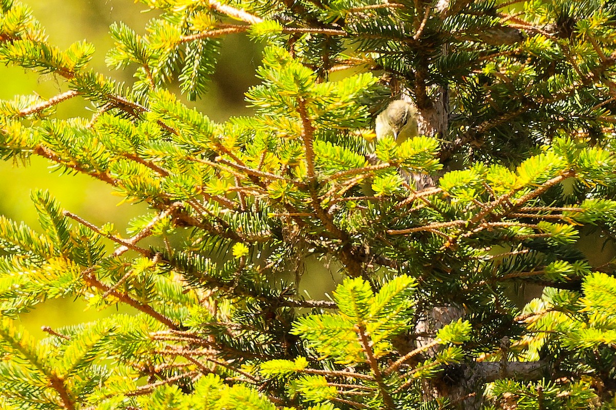 Common Chiffchaff - ML638836503