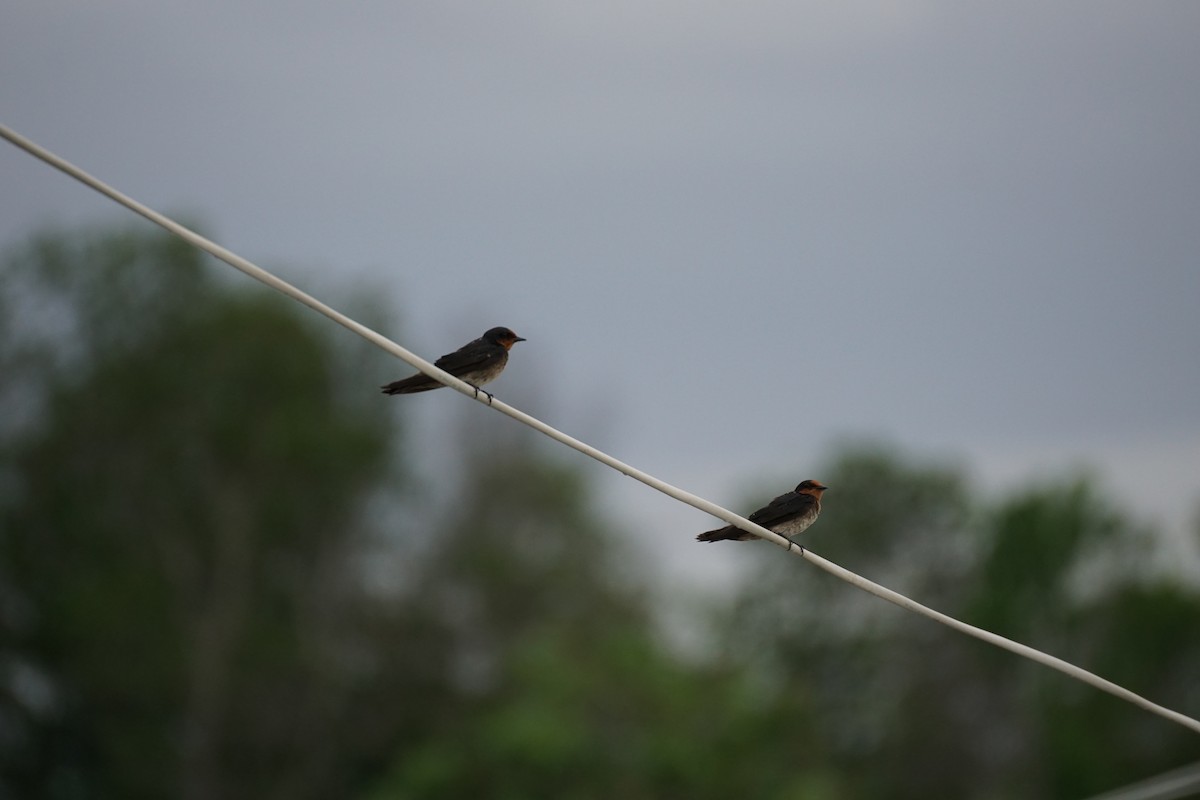 Pacific Swallow - ML638836504