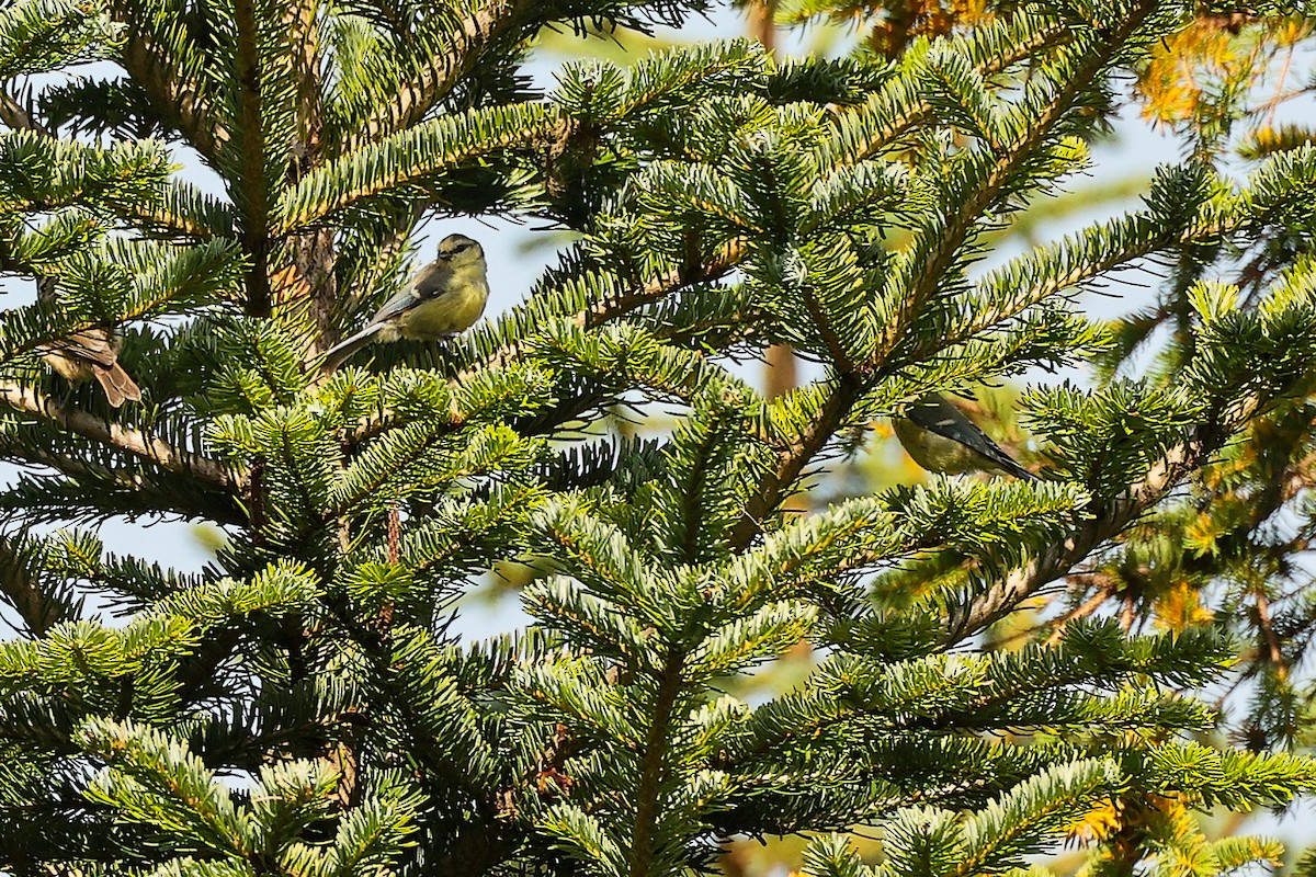 Eurasian Blue Tit - ML638836506
