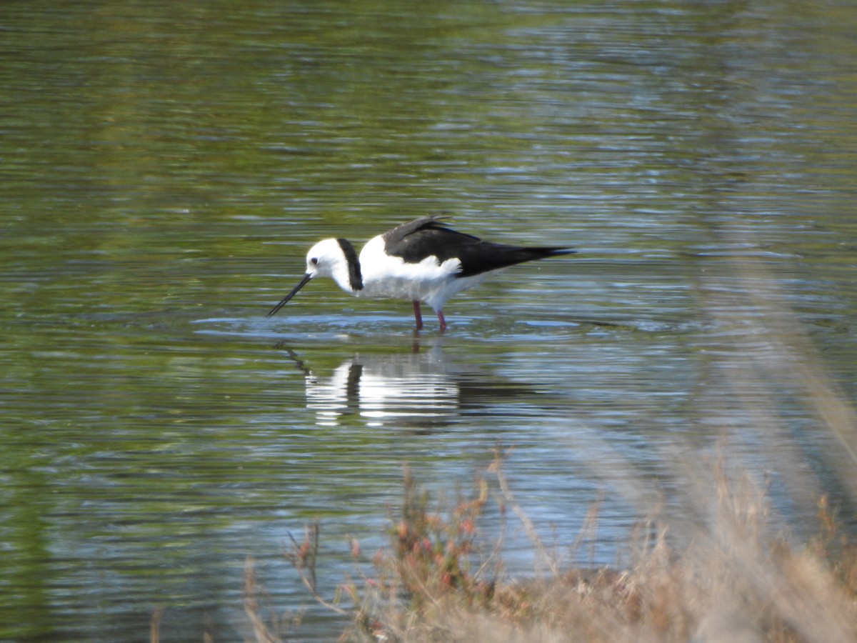 Pied Stilt - ML638836507
