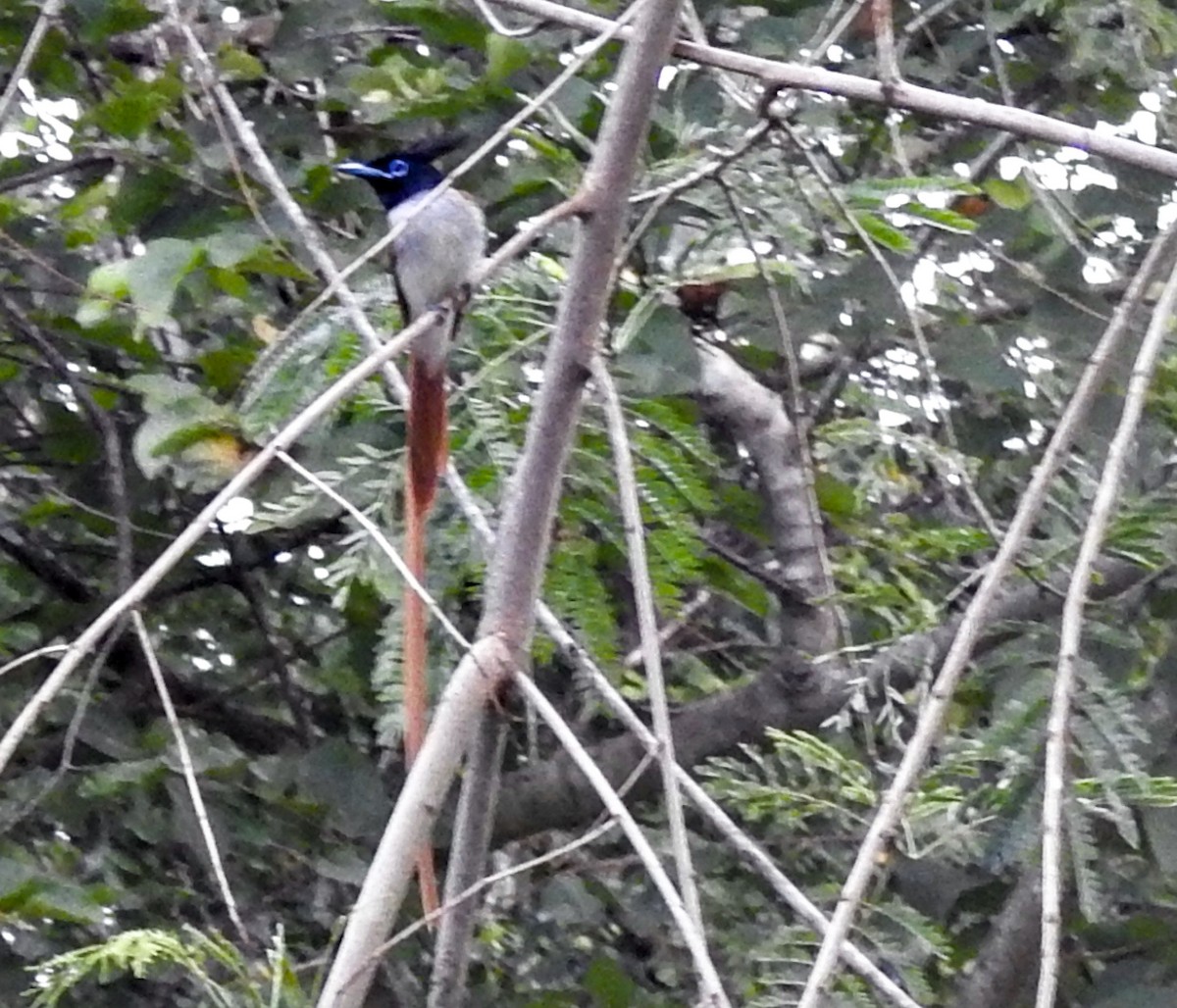 Indian Paradise-Flycatcher - ML638836508