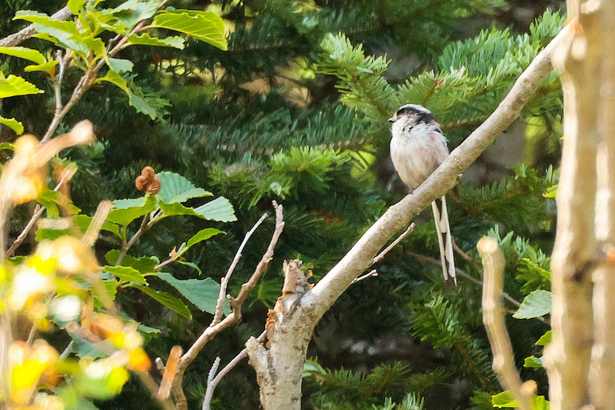 Long-tailed Tit - ML638836509