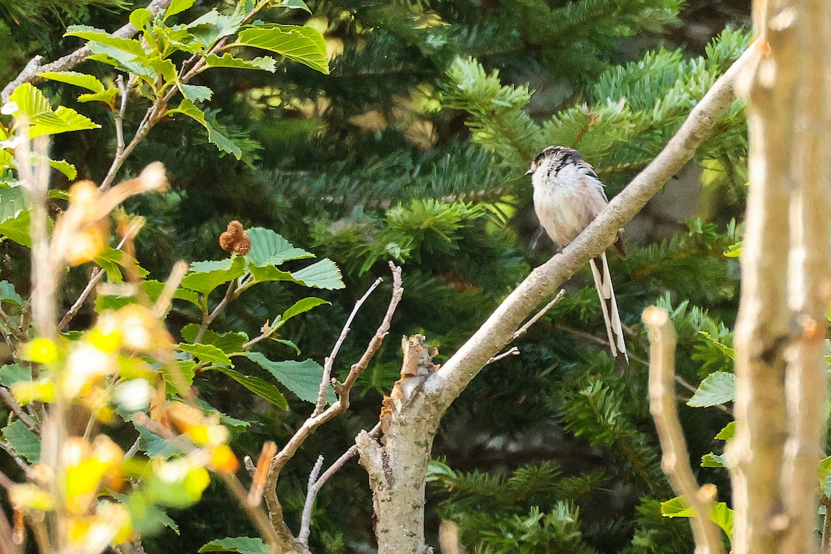 Long-tailed Tit - ML638836510