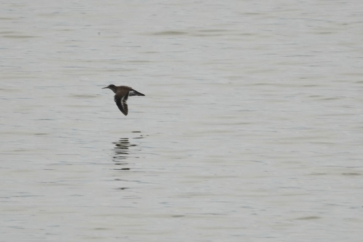 Spotted Sandpiper - ML638836511